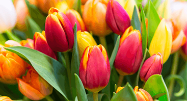 Colorful tulips arranged for seasonal decoration